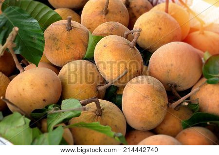 Santol tropical fruit native to Indochina region in local markets during the season good source of vitamin C.