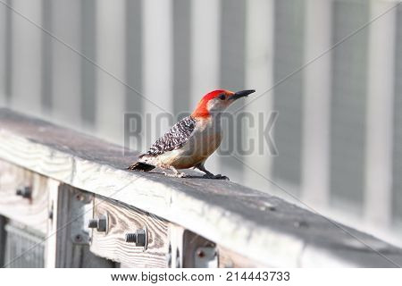 Spotted Wood pecker on the fence