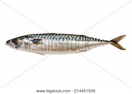 Fresh Mackerel fish isolated on white background.