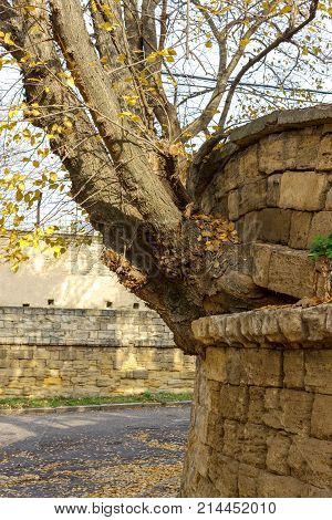The tree grew from a brick wall. Perseverance and power of life concept. Powerful tree. power concept.