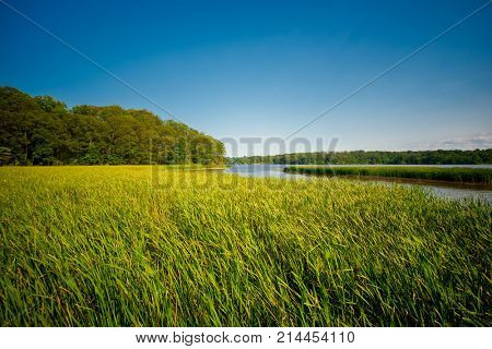 View of marshland landscape in Ontario's Royal Botanical Garden aka RBG during summer time