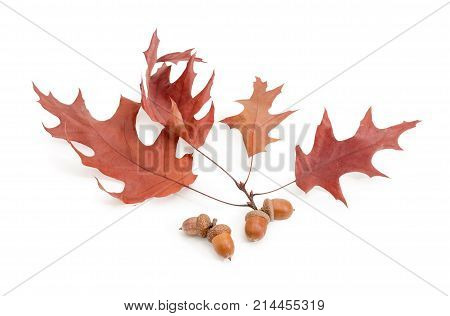 Branch of red oak with autumn leaves and several acorns in their cuplike cupules on a white background