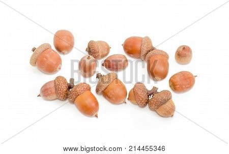 Several ripe acorns some of which in their cuplike cupules on a white background