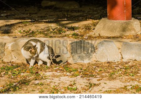 Gray And White Tabby Cat  On A Sunny Afternoon