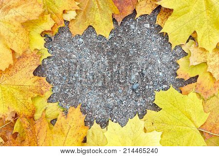autumn background eason leaf flora pattern plant tree golden