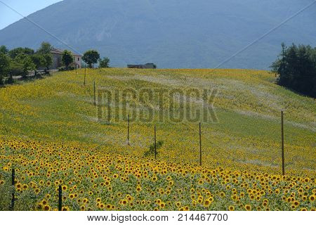 Landscape Near Ascoli Piceno At Summer