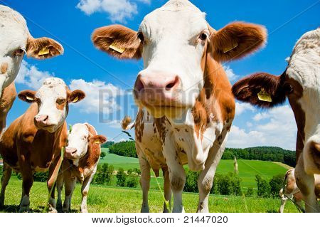 Simmental krávy