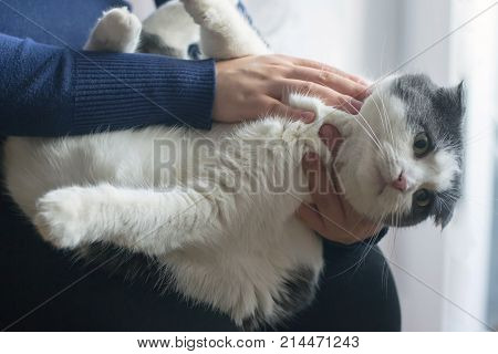 Fluffy cat lies on the knees of the owner close-up