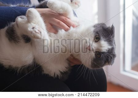 Fluffy cat lies on the knees of the owner close-up