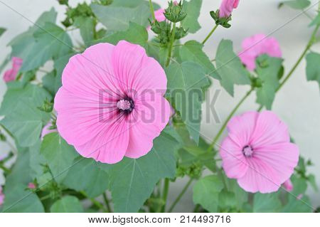 Beautiful Pink Mallow In The Garden In Summer
