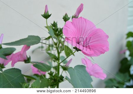Beautiful Pink Mallow In The Garden In Summer