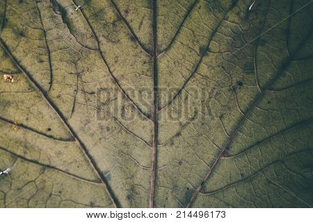 Green leaf texture and background. Macro view of green leaf texture. Organic pattern. Abstract texture and background for designers. Green leaves background. Close up of green leaf texture.