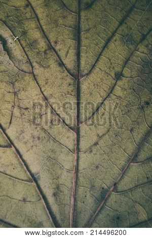 Green leaf texture and background. Macro view of green leaf texture. Organic pattern. Abstract texture and background for designers. Green leaves background. Close up of green leaf texture.