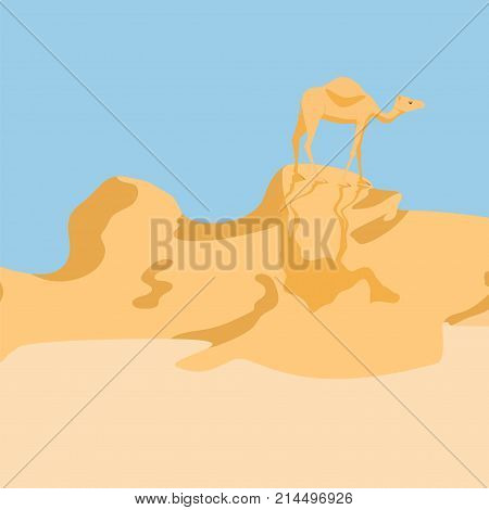 Camel In A Desert
