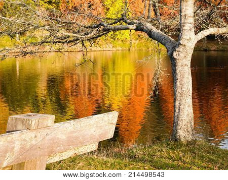 Golden and yellow autumn reflections on lake with leafless tree and park bench McLaren Falls Lake Tauranga New Zealand.