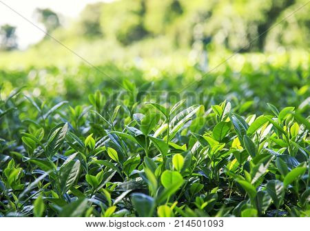 mining and plantation fresh green tea leaves growing in the sun