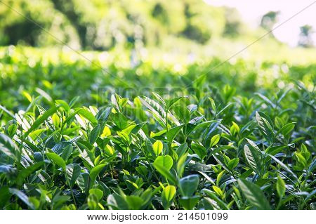 mining and plantation fresh green tea leaves growing in the sun