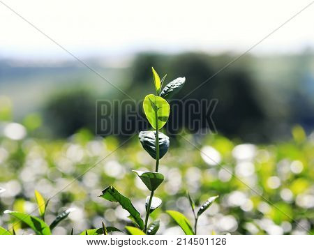 juicy green tea leaves grow on the mountain Sunny