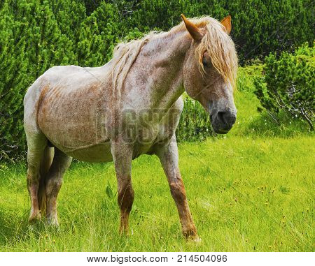 Beautiful landscape with wild horse in the mountain