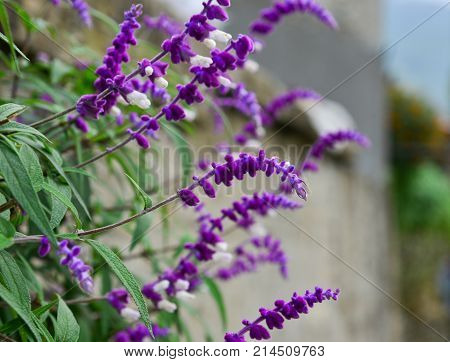 Wild Flowers On The Mountain
