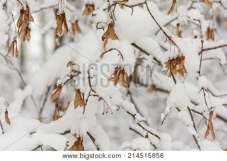 Winter Forest Grove Nature Trees Branch Snow Day Cold Maple Seeds