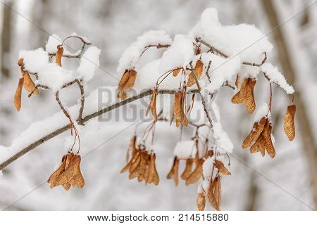 Winter Forest Grove Nature Trees Branch Snow Day Cold Maple Seeds