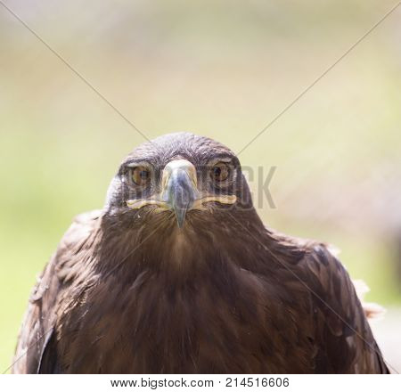 eagle portrait on nature . In the park in nature