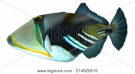 Humu Picasso Triggerfish 3d illustration - The Humu Picasso Fish is a saltwater species reef fish in tropical regions of Indo-Pacific oceans.
