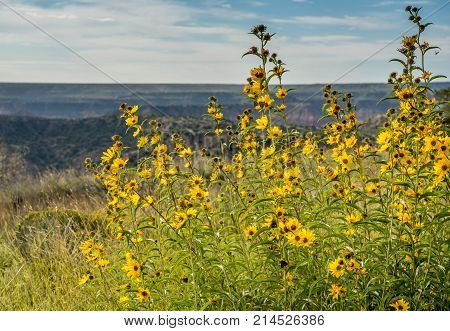Beautiful grove of tall yellow flowers and butterflies blowing in the wind of the palo duro canyon state park.