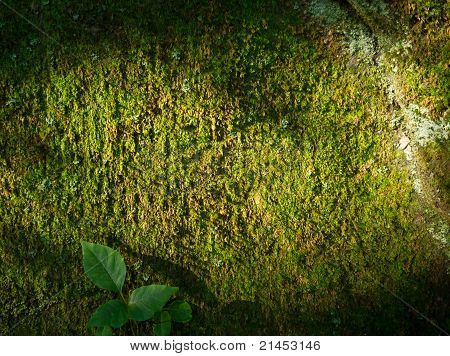 Moss baggrund