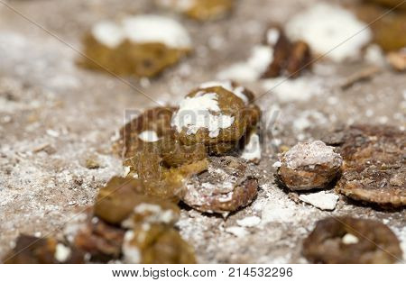 bird droppings. macro . In the park in nature
