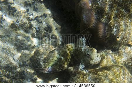 Salarias Fasciatus Fish Close Up