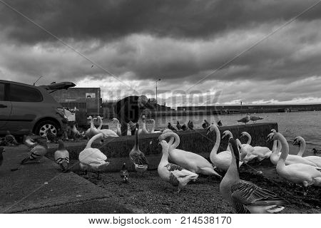 Bray, Ireland - 20 November 2017: Nice older man feeding  birds on the Bray beach