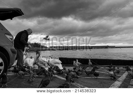 Bray, Ireland - 20 November 2017: Nice older man feeding  birds on the Bray beach