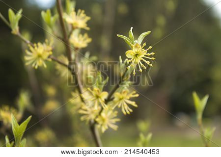 Single flowering yellow dogwood flowering flowers.
Blooming dogwood flowers proper to the background of the garden.