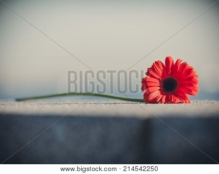 Gerber Flower Lying On The Sidewalk