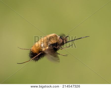 A Bee Fly Flying In Front Of A Blurry Green Background