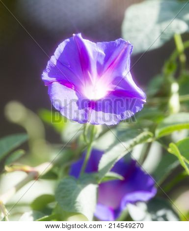 purple flower in nature . In the park in nature