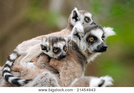 Lemur Kata s její roztomilé děti