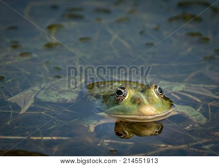 A Water Frog Resting In A Small Pond On A Sunny Day