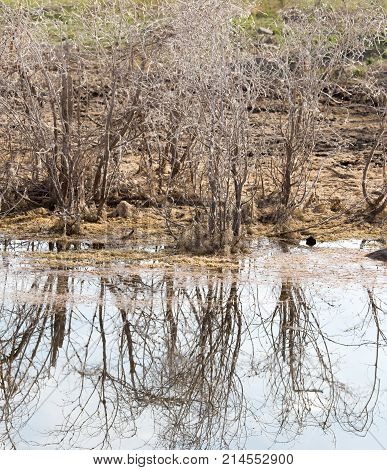 reflection of trees in water . In the park in nature