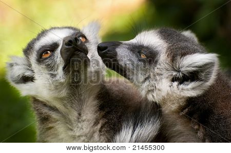 Deux anneaux à queue cattas (lemur Catta)