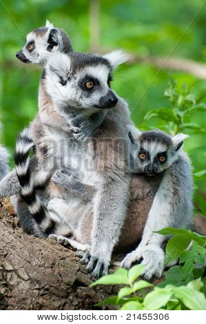 Lémur catta avec ses bébés mignons