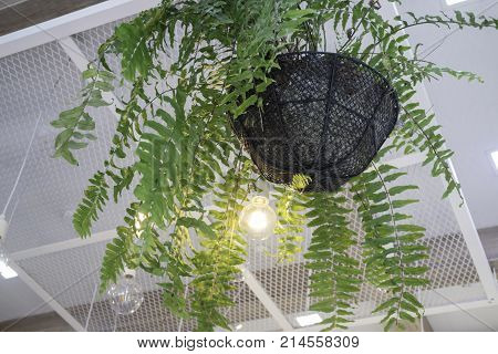 Fern in plant pot hanging on ceiling stock photo