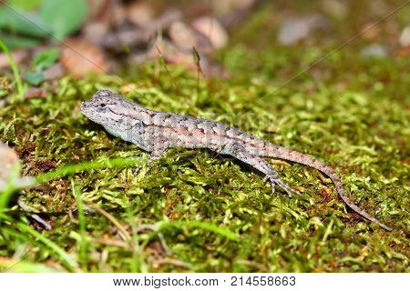 Fence Lizard (Sceloporus undulatus) on a mossy log in southern Illinois