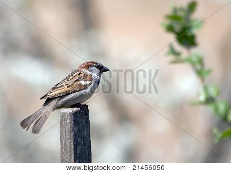 Passero di primavera