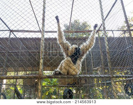 Monkey in the cage at public zoo