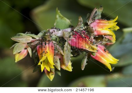 Bladlus angreb