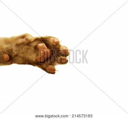 cat's paw isolated on white background. Inner side of cats paw isolated. animals paw colletction. great design for cats food. Oriental Shorthair or Cornish Rex cats paw