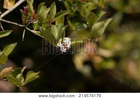 Flowers Of A Bush Plum (carissa Spinarum)